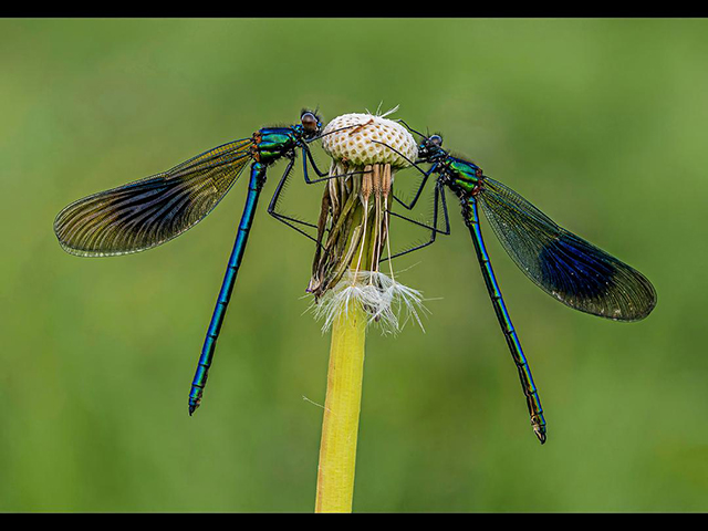 BandedDemoiselles.jpg